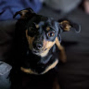 Meet your Posher, Arimo